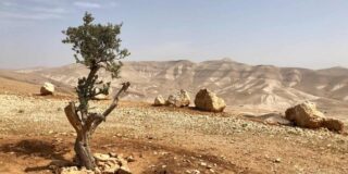 barren desert landscape in Israel with a sparse tree and boulders with a mountain beyond