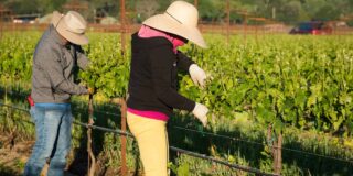 Male and female vineyard workers wearing sweatshirts and hats to protect from the sun. The woman, closest, wears white knit work gloves.