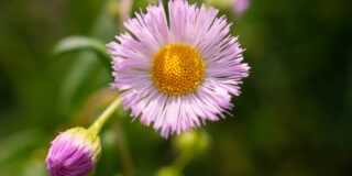 A small pink wild flower, a fleabane daisy, is shown in with it's yellow center in focus and a couple of buds arranged diagonally under the flower.