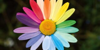 A sunflower is shown with rainbow petals.